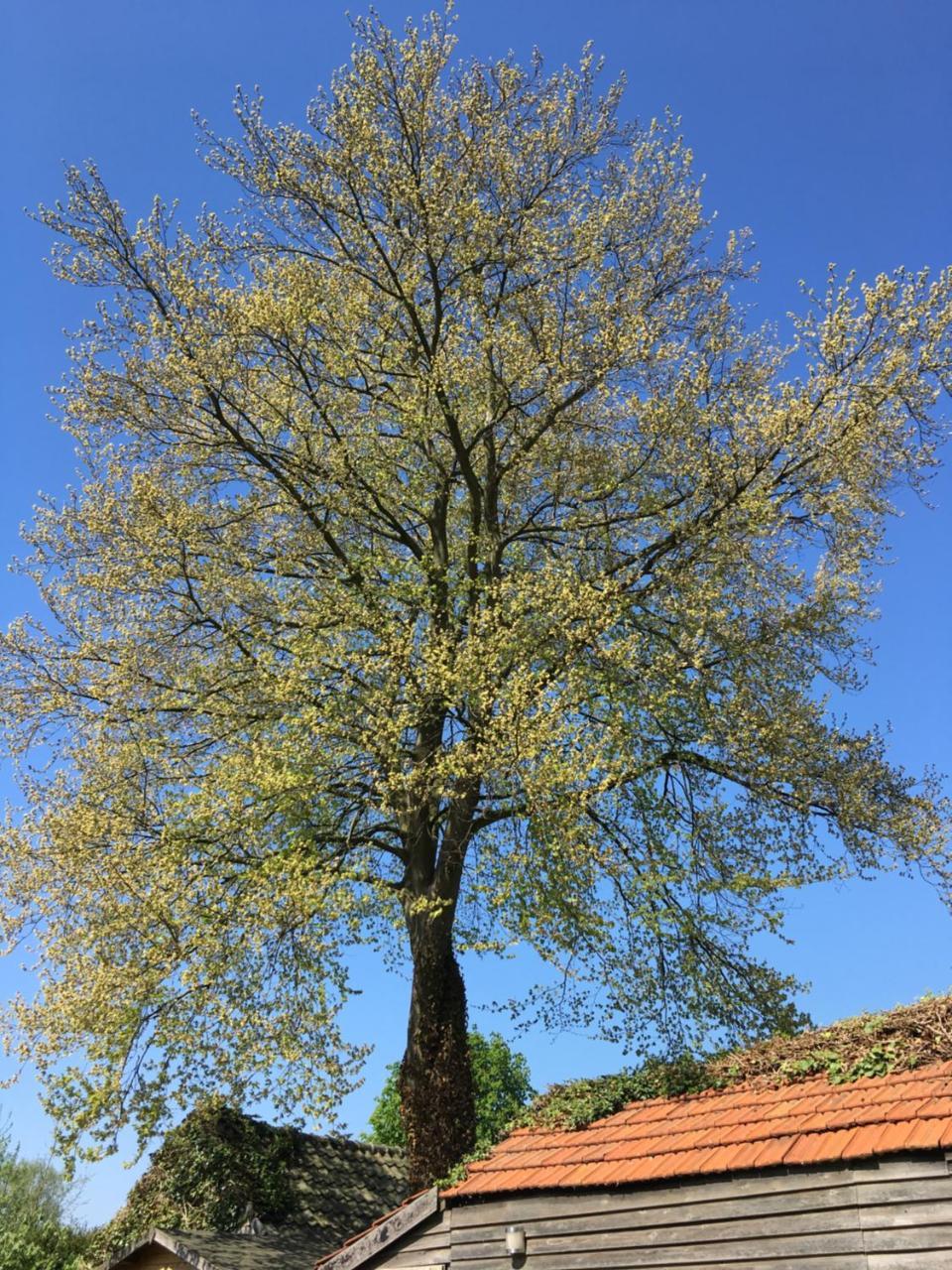 B&B Villa Kriekenbeek Lent Zewnętrze zdjęcie